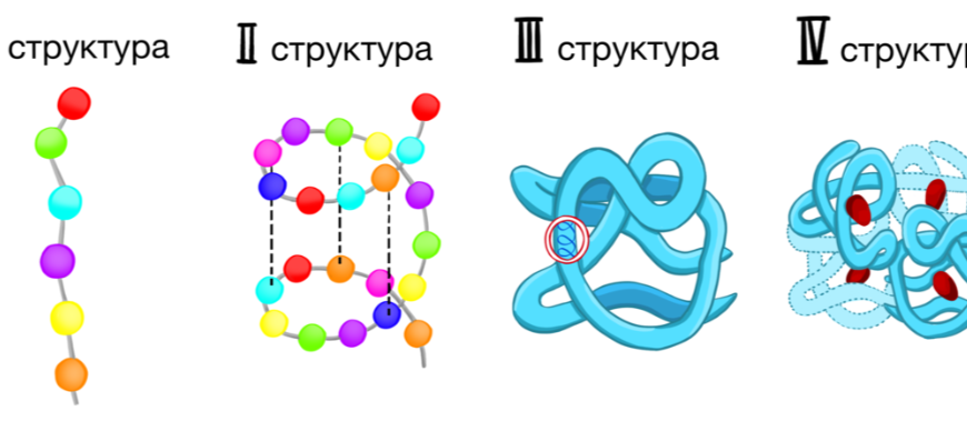 Первичная структура белков